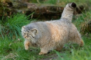 manul of the month